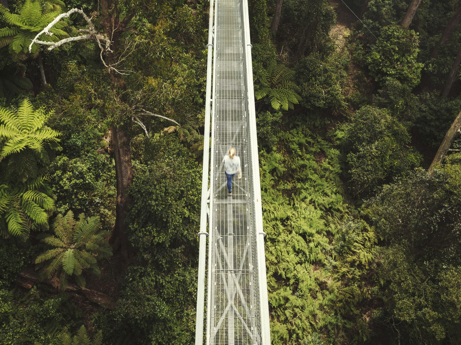 Jessica Cole walking along the Illawarra treetop walkway, suspended 30 metres above the ground