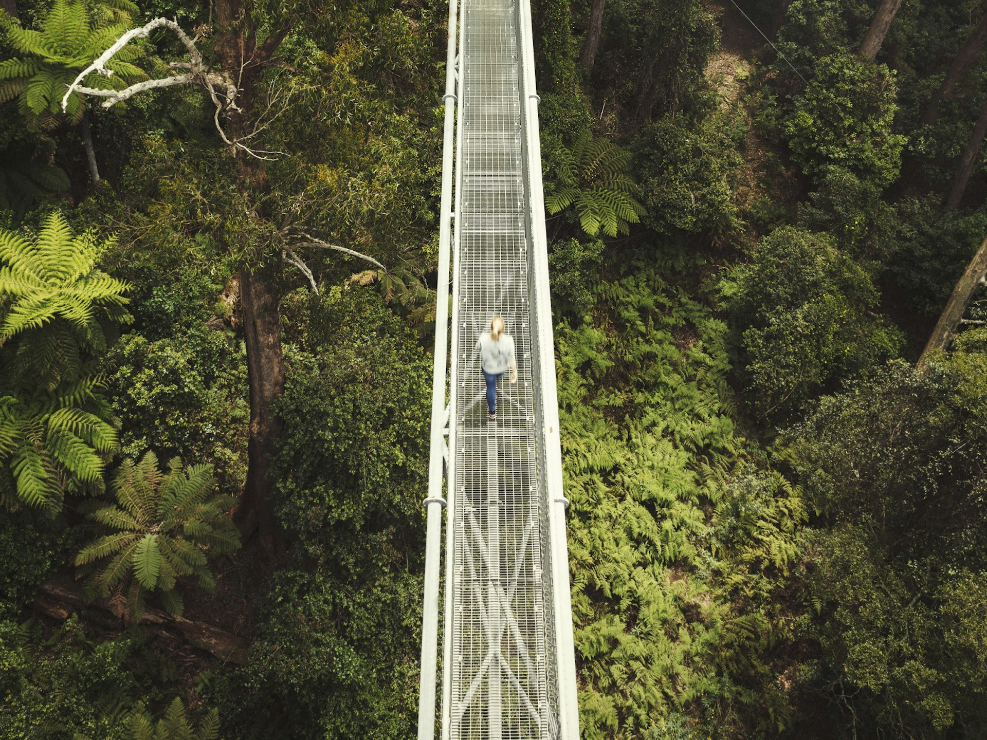 Jessica Cole walking along the Illawarra treetop walkway, suspended 30 metres above the ground