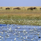 Herd of wildebeest migrating past a waterhole dotted with white waterlilies in Liuwa Plain National Park © Will Whitford