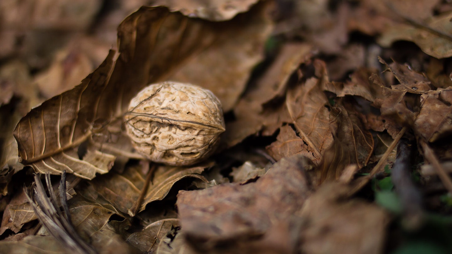 An unshelled walnut sitting on brown leaves on the forest floor © Stephen Lioy / Lonely Planet