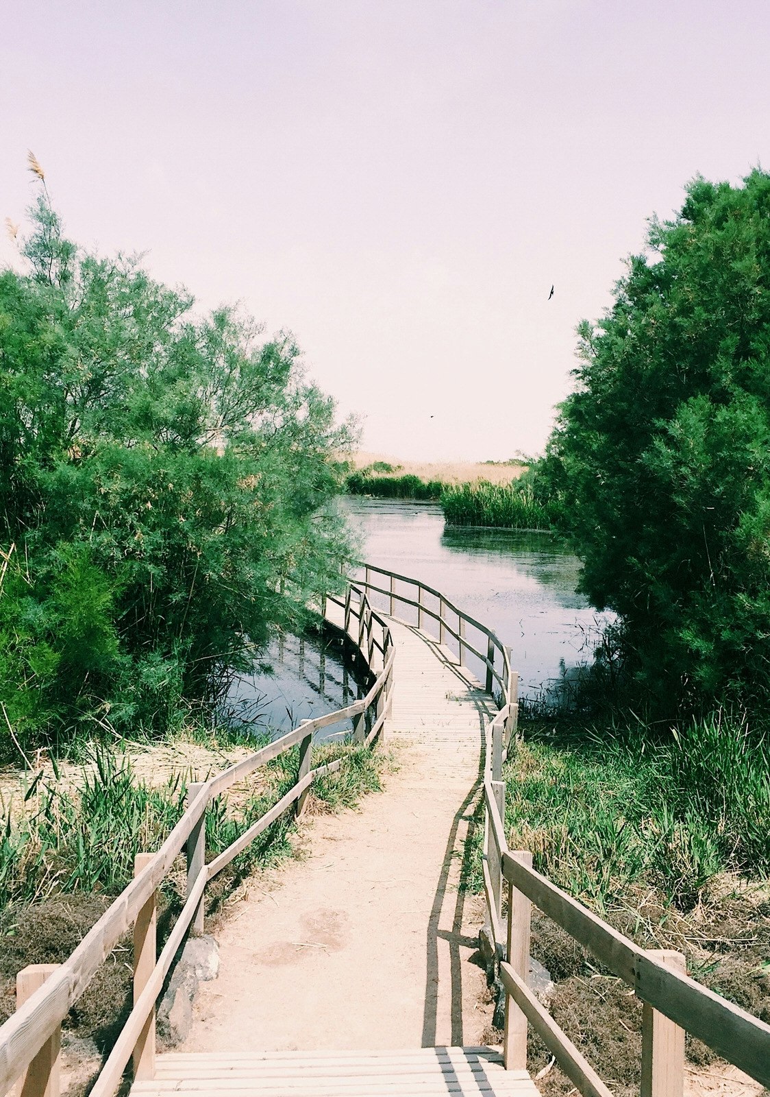 Boardwalk at Azraq Wetland Reserve. Image by Ameer Firdaus Zulkeflee / Shutterstock