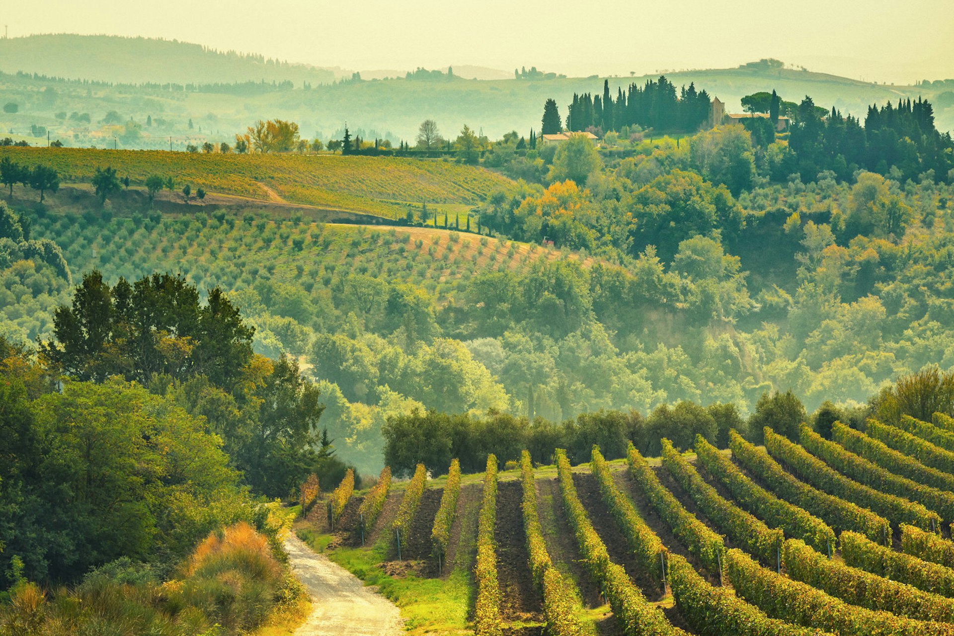 Features - Vineyards in the Chianti Region, Tuscany, Italy