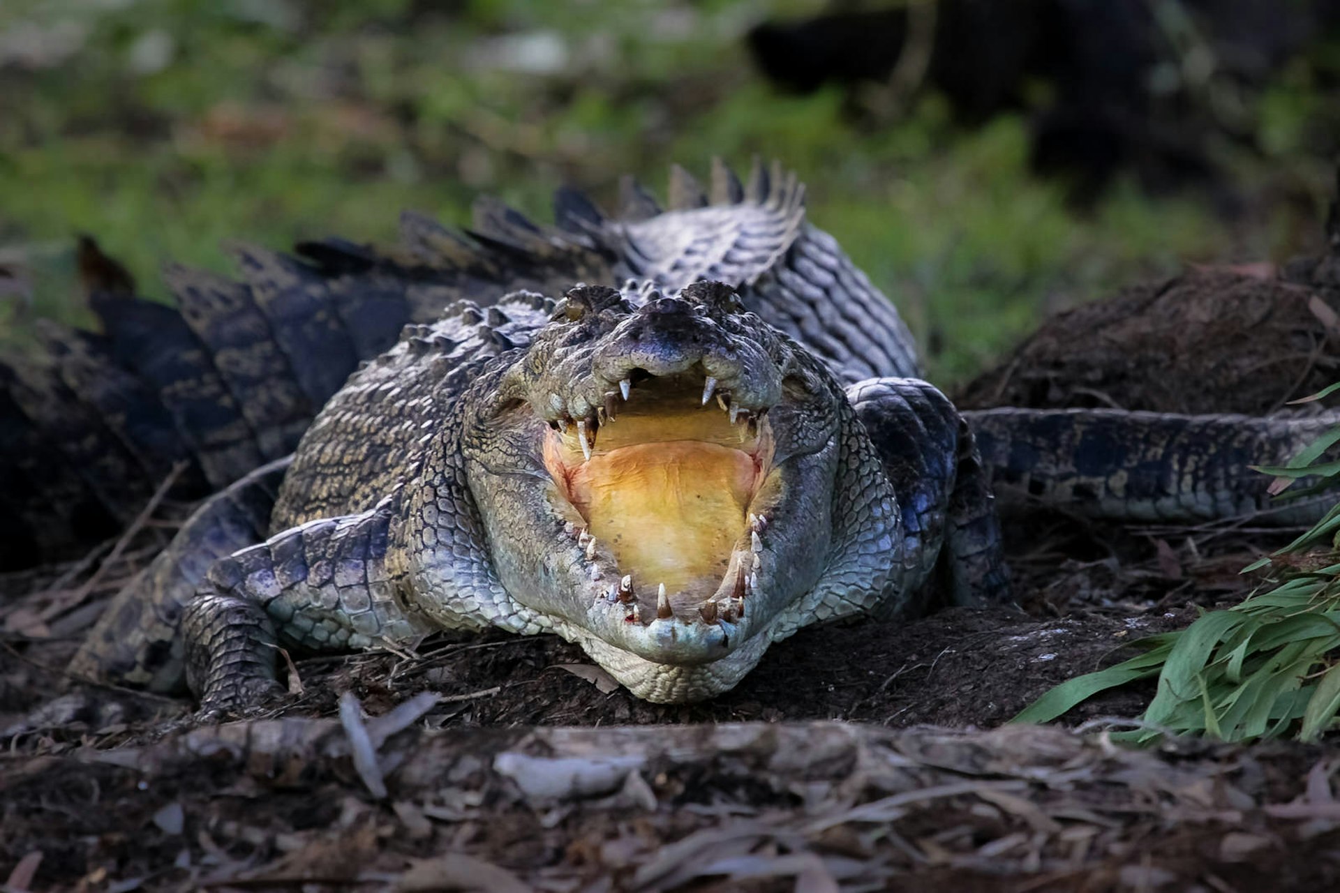 Crocodile, Kakadu National Park, Australia © Bildagentur Zoonar GmbH / Shutterstock