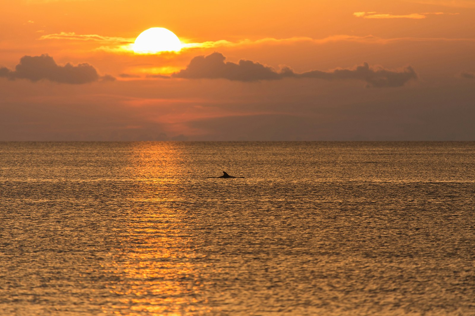 dolphin fin breaks the waves at sunset on the Gulf of Mexico