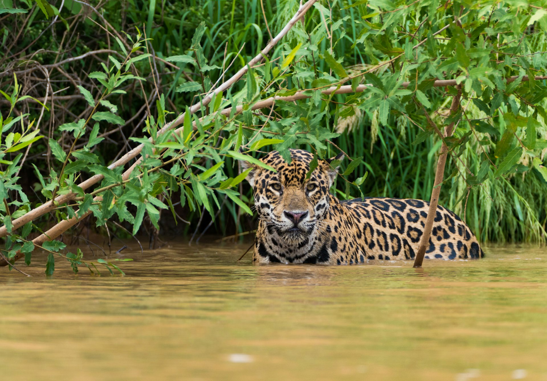Jaguar in the Pantanal, Brazil © Hans Wagemaker / Shutterstock