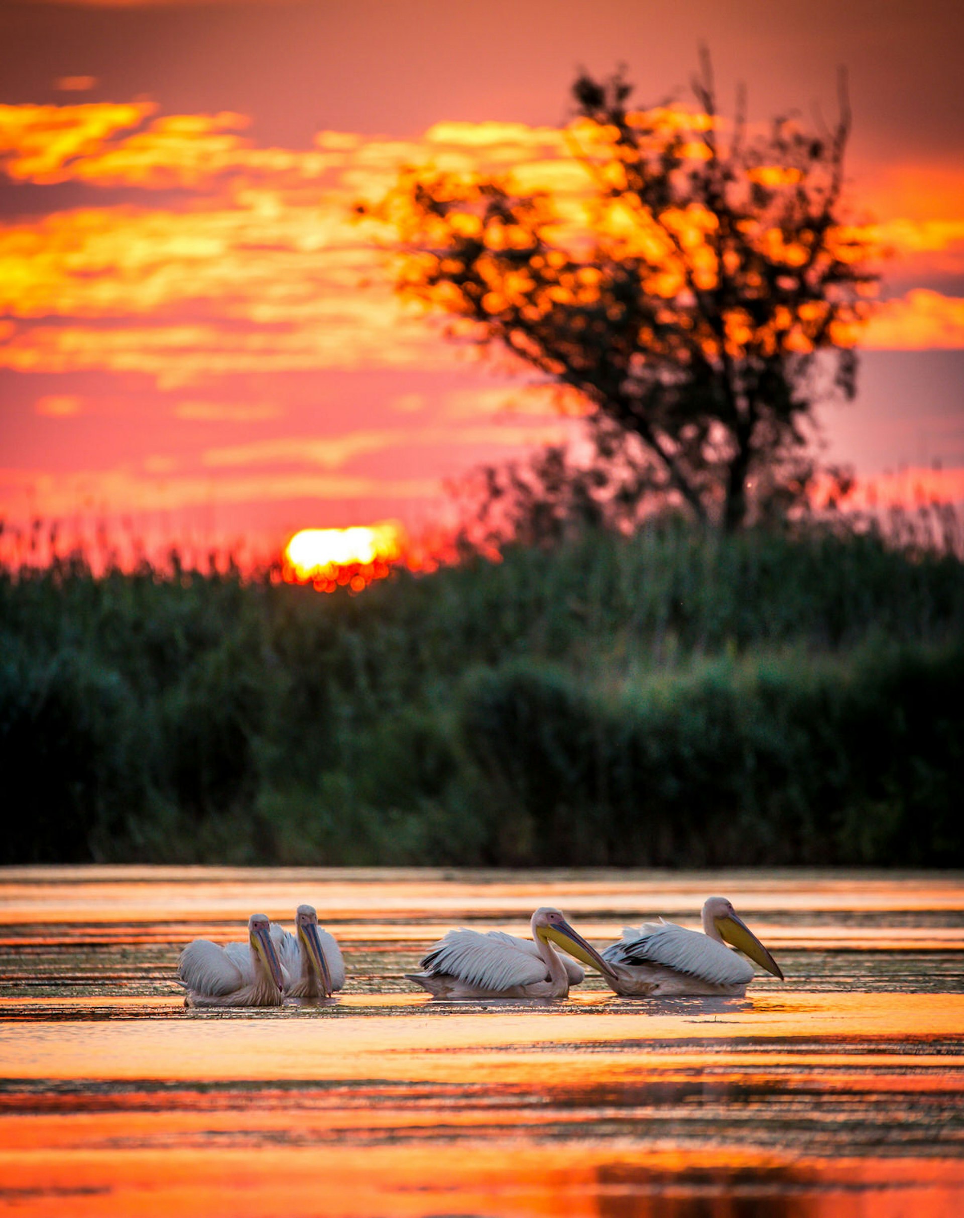 White pelicans at sunset on the Danube Delta, Romania © Calin Stan / Shutterstock