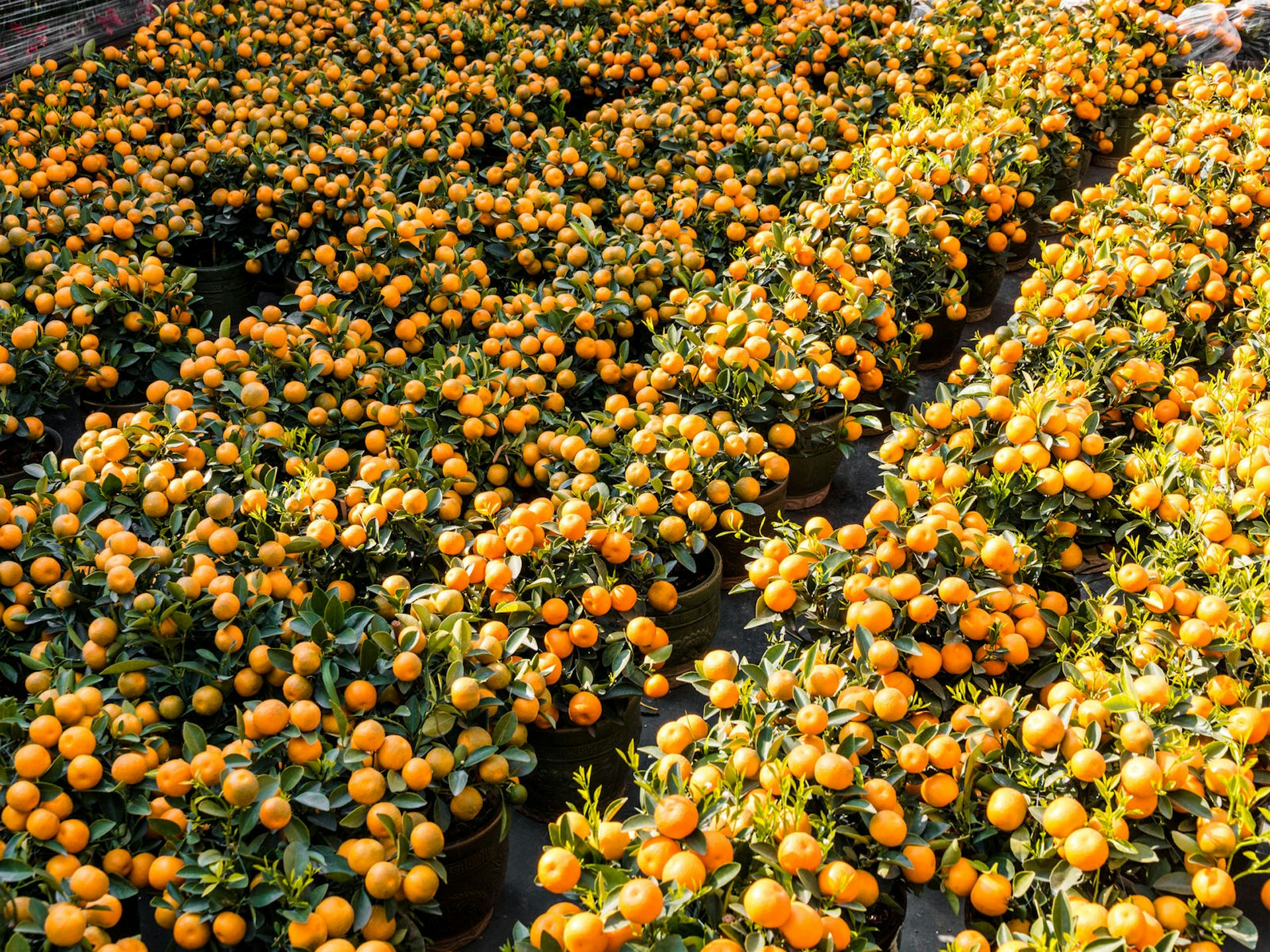 Rows of blooming tangerine trees with ripe orange tangerines covering them © H-AB / Shutterstock