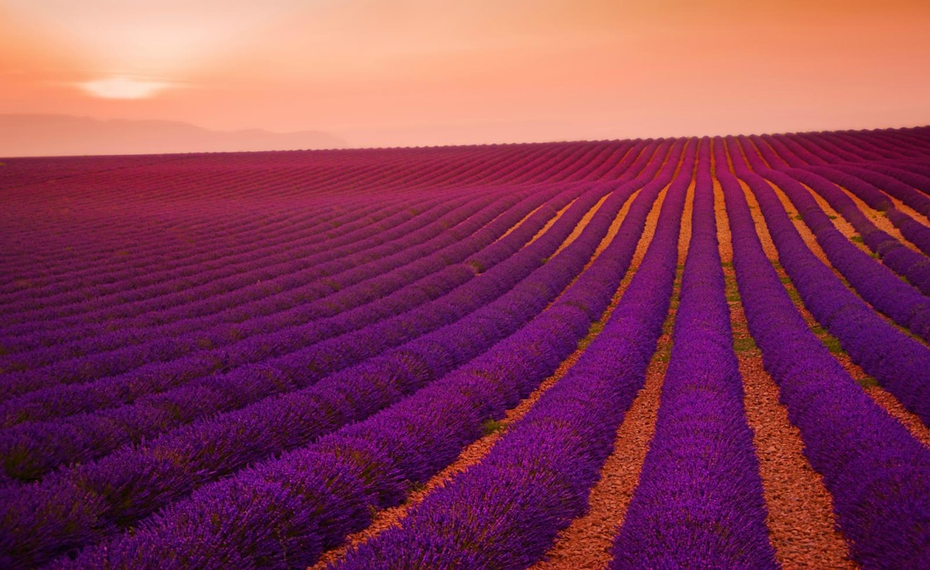 The sun sets over a Valensole lavender field in Provence, France