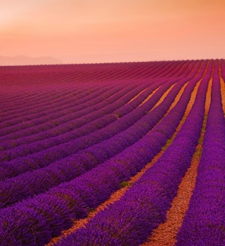 The sun sets over a Valensole lavender field in Provence, France