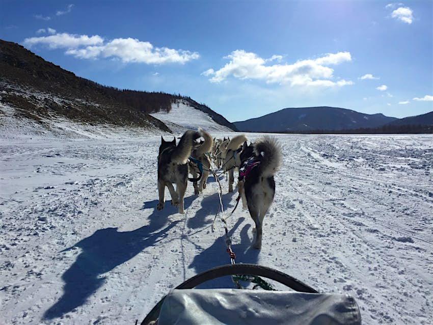 Dog sledding in the wintry Mongolian countryside View of a team of sled dogs from the sled, traversing across a snowy countryside with blue skies