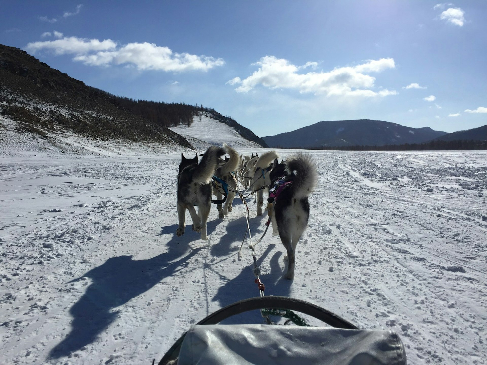View of a team of sled dogs from the sled, traversing across a snowy countryside with blue skies