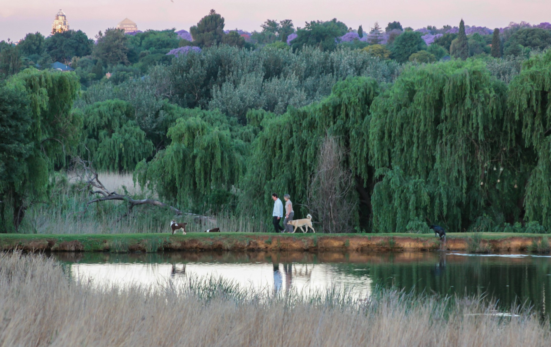 A couple walk their two dogs along a grass section of dam separating two lakes. Behind them is a forest of weeping willows © Heather Mason / Lonely Planet