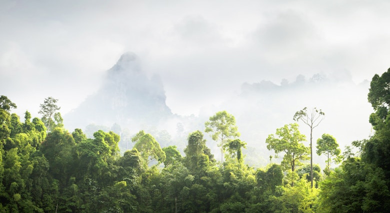 Features - Jungle landscape, Khao Sok National Park, Thailand.