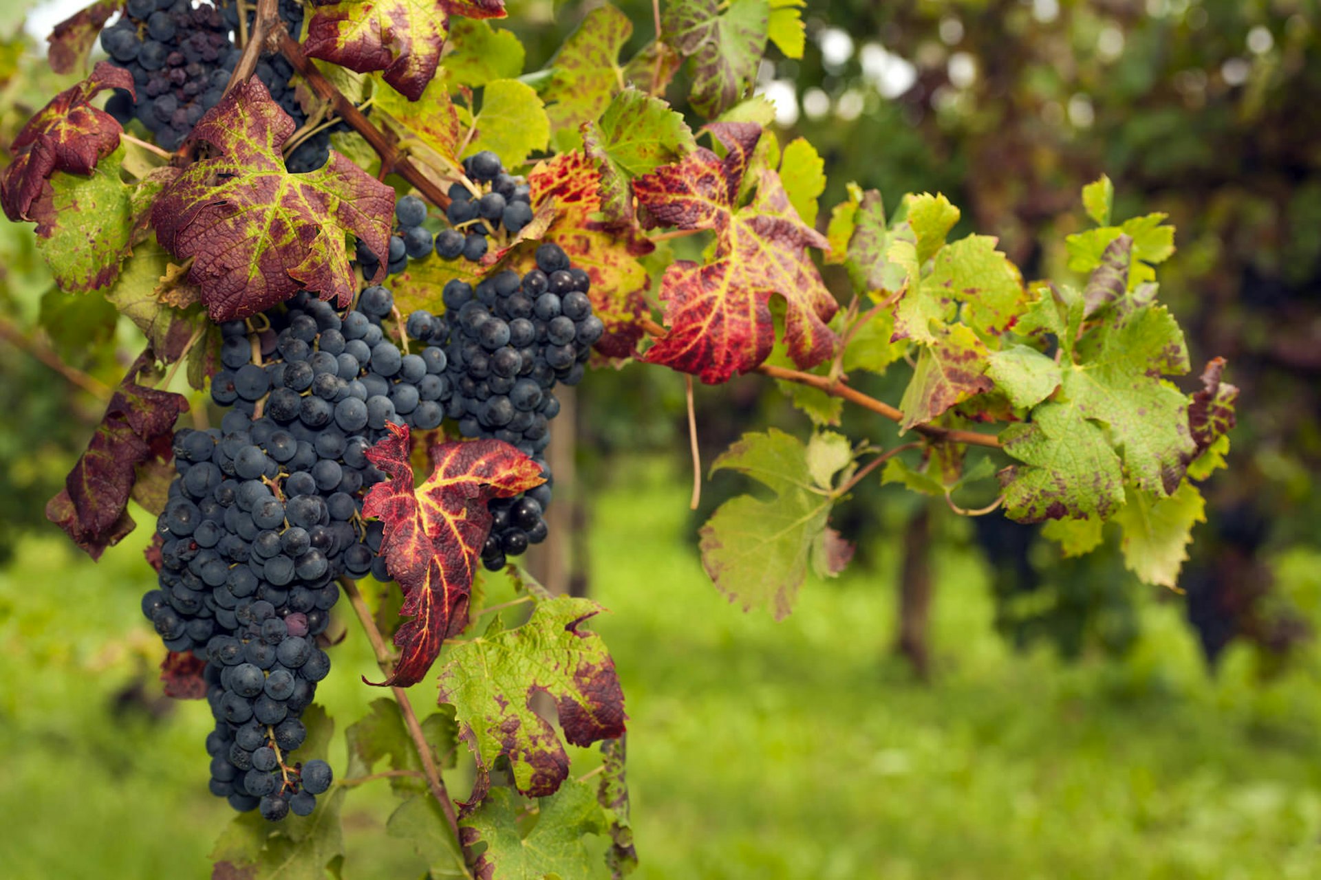Red Refosco grapes on the vine © Pavliha / Getty Images