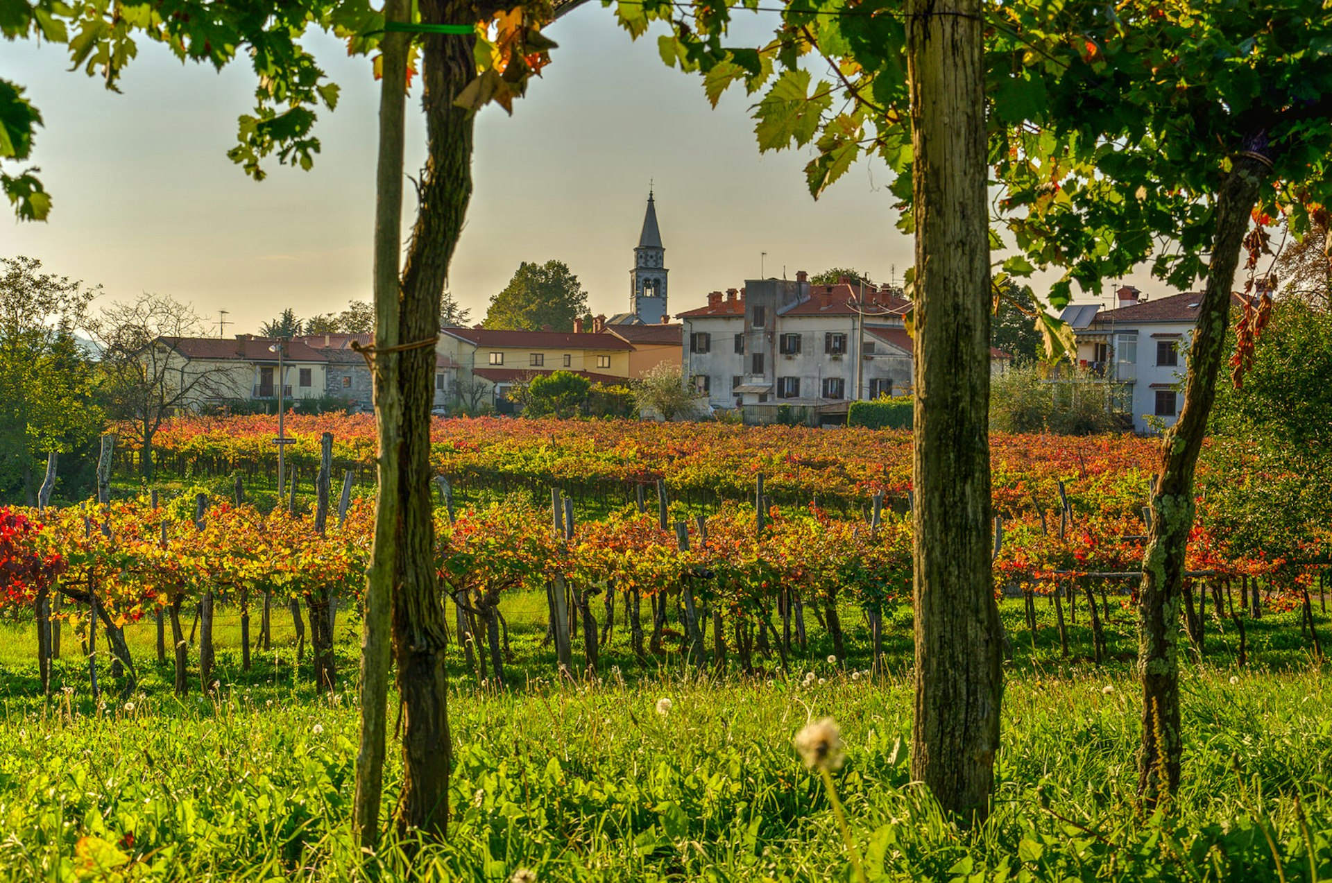 The vines of the Karst region turning red in autumn © zkbld / Getty Images