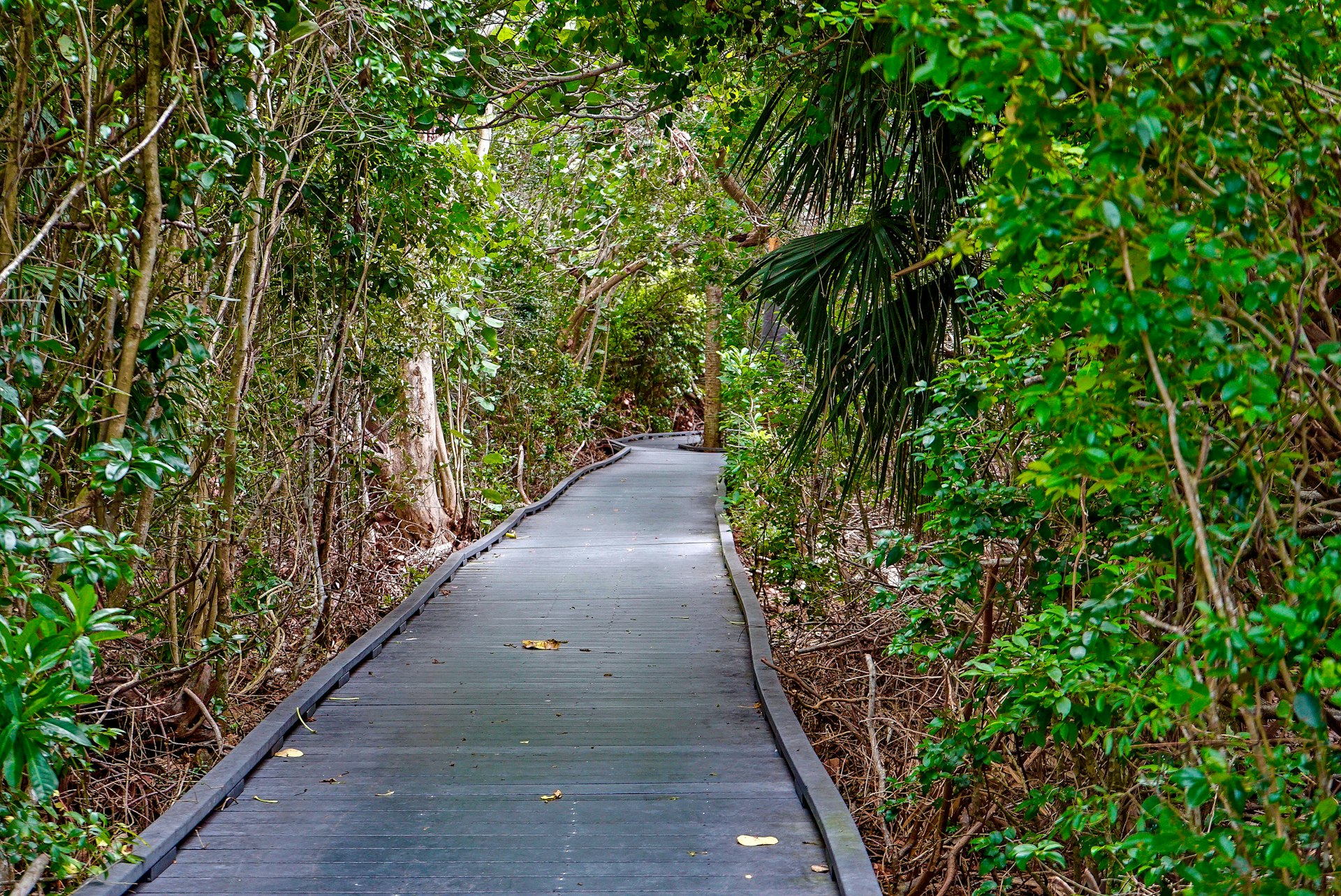 Features - Calusa Shell Mound Trail