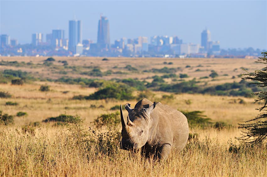 Nairobi June - A white rhino walks towards the camera through long grass, with the city skyline in the distance © Verónica Paradinas Duro / Getty Images