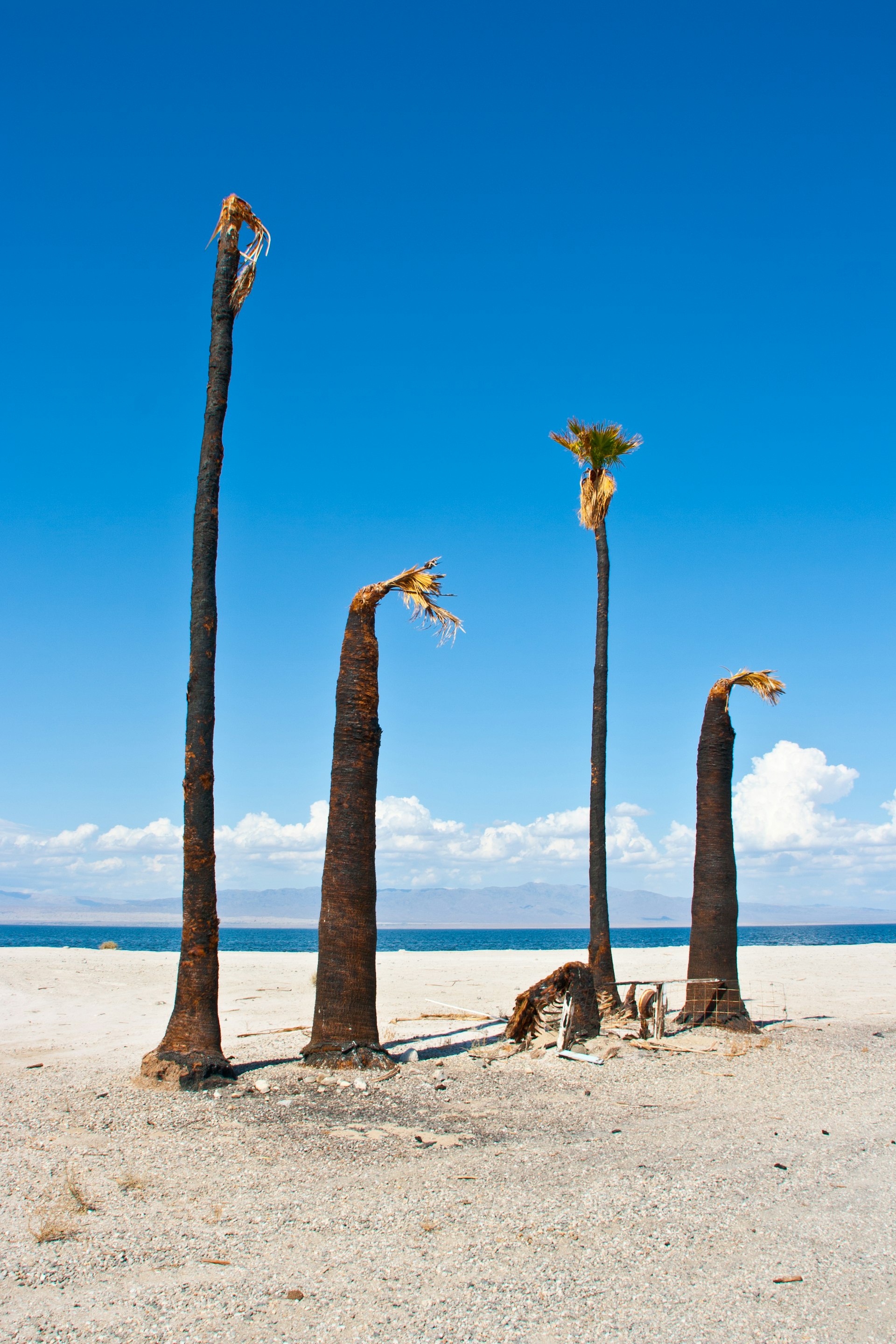 Blue skies and dead palm trees on the shore of a desert lake in Salton Sea © Kevin Key / Shutterstock
