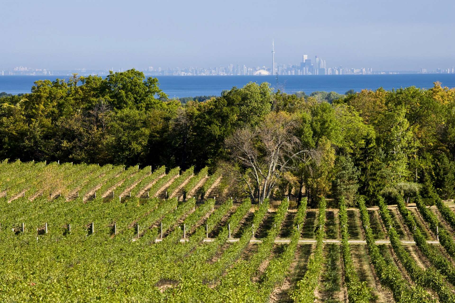 A vinyard with rows of grape vines is in the foreground, with a lake view behind. Far in the distance, on the other side of the lake, is the skyline of Toronto.