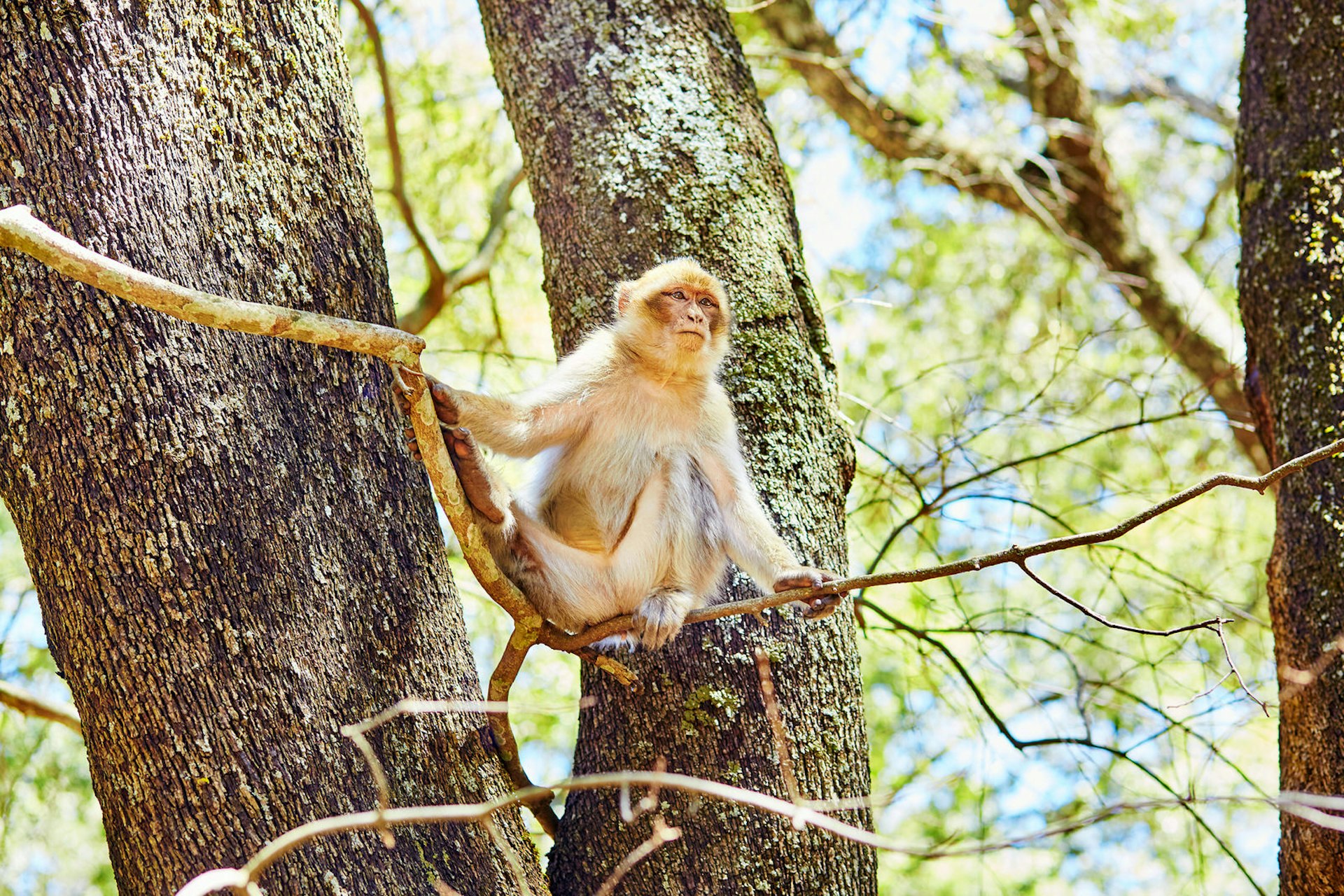 Barbary Apes in the Cedar Forest near Azrou, Northern Morocco, Africa © Ekaterina Pokrovsky / Shutterstock