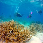 A collection of divers explore Bonaire's beautiful coral reefs Ethan Gelber/Lonely Planet