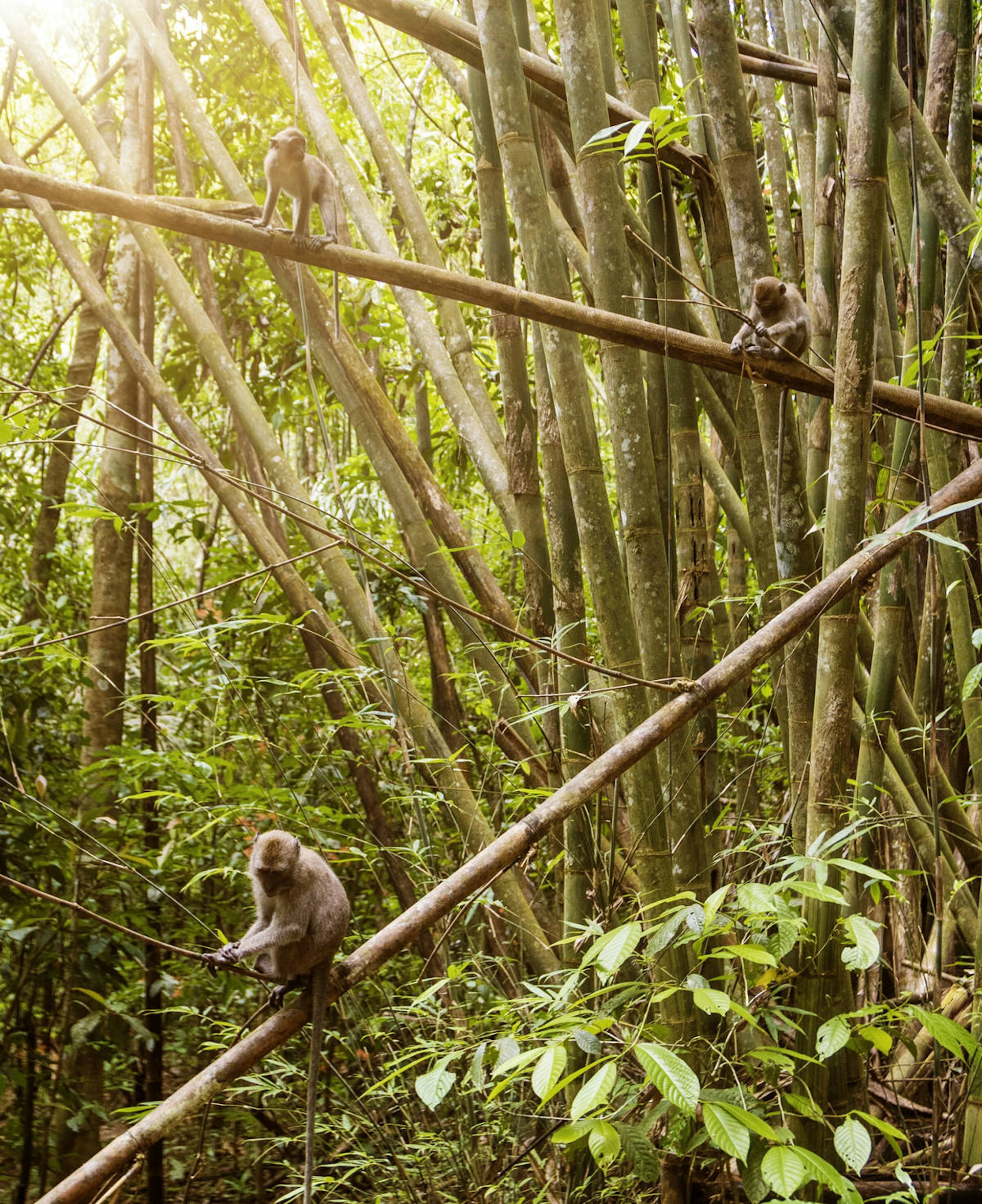 A family of long-tailed macaques playing in the bamboo of Khao Sok National Park © Dora Ball / Lonely Planet