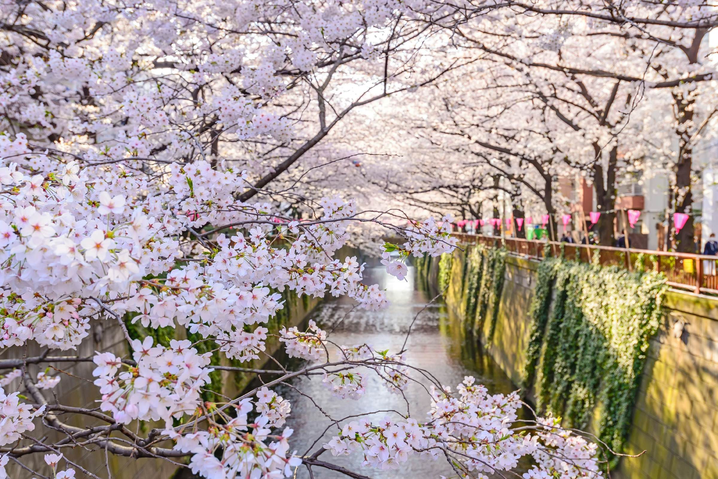 Tokyo in spring: best things to see and do – Lonely Planet - Lonely Planet