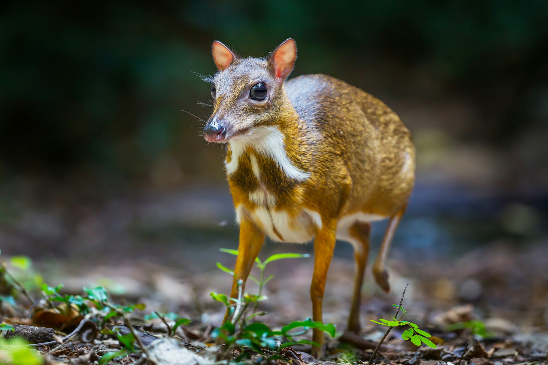 The mouse deer is a native of the jungles of Thailand © Kajornyot Wildlife Photography / Shutterstock