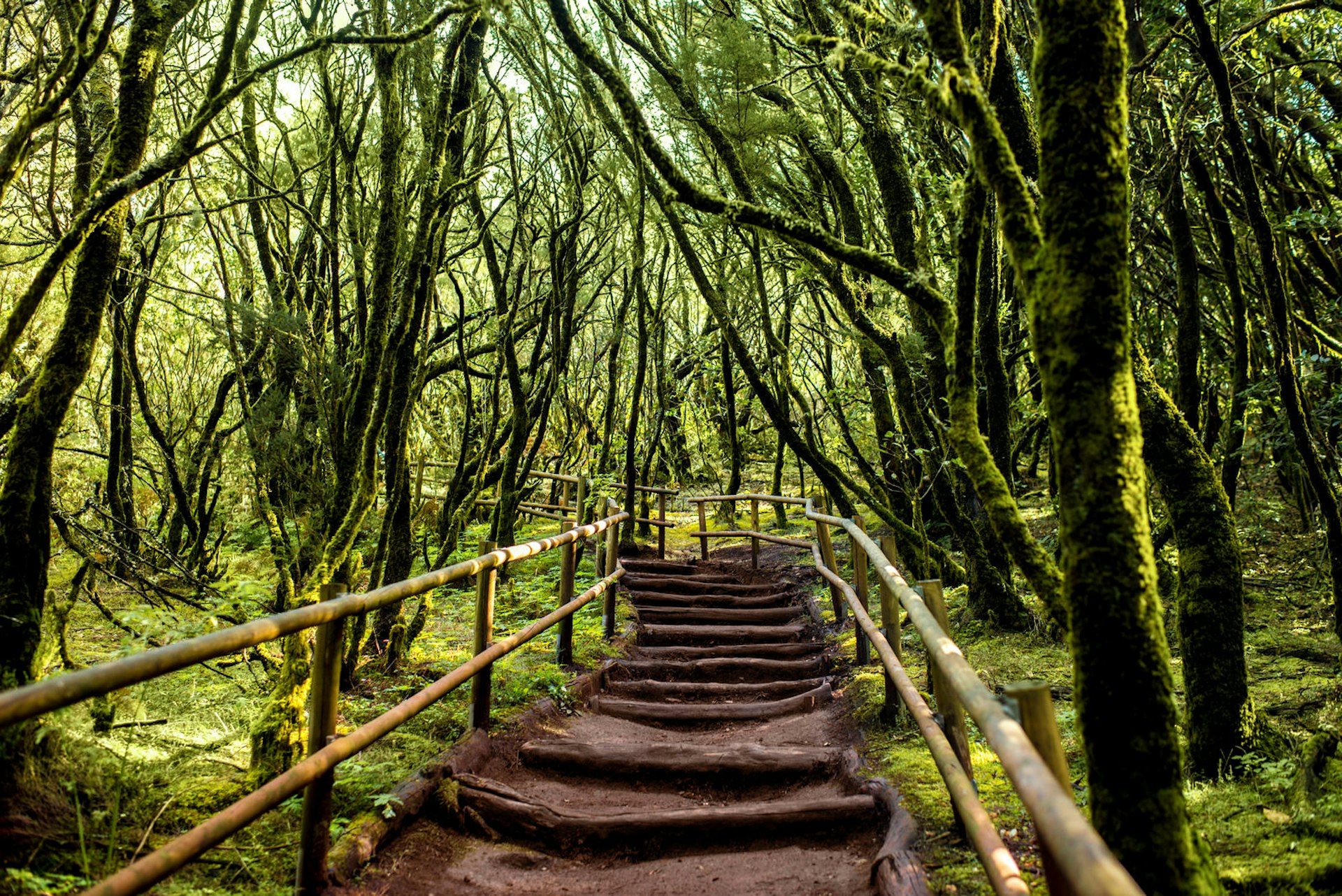 A footpath winds through the greenery of Parque Nacional de Garajonay © RossHelen / Shutterstock
