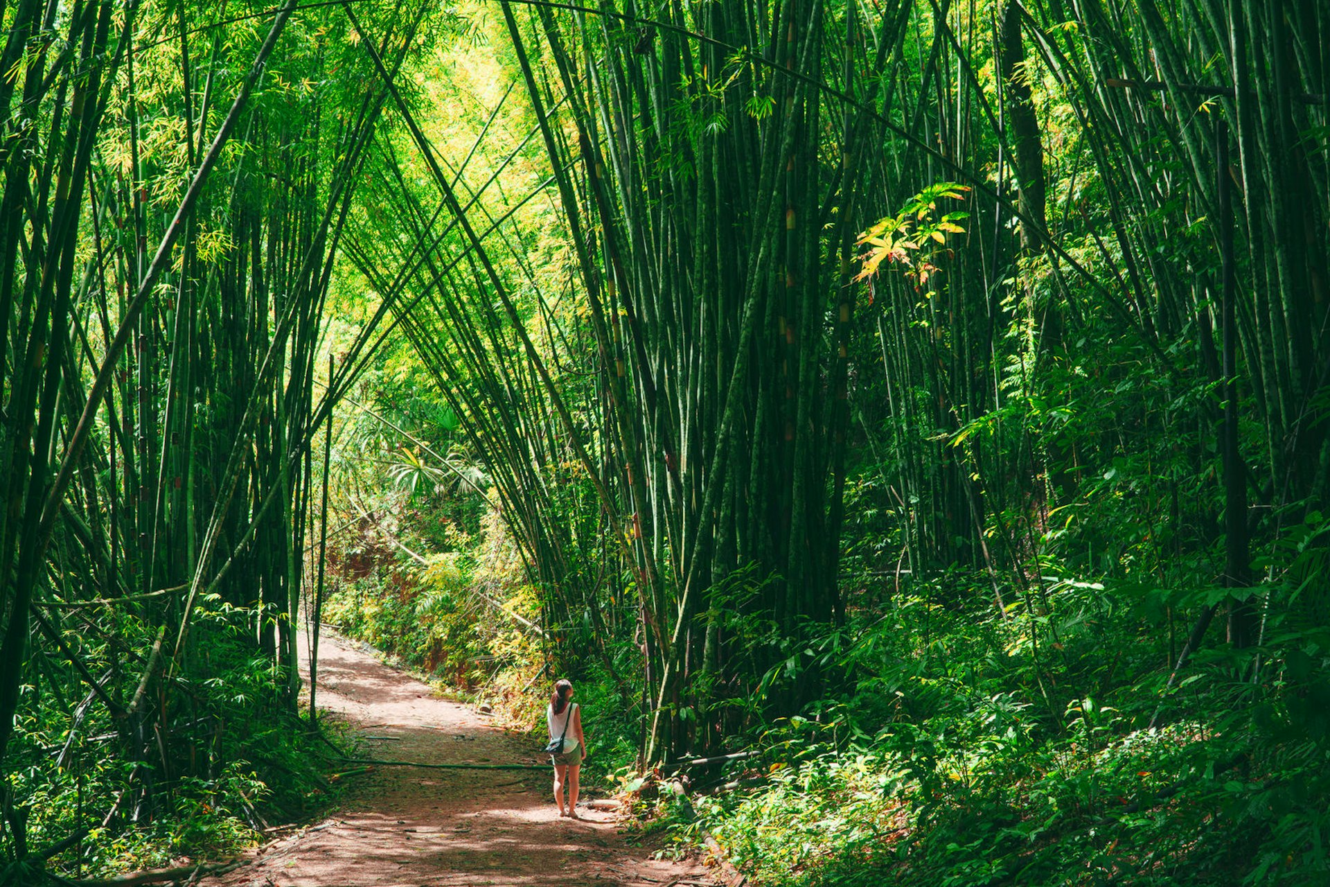 Walking amid giant bamboo stalks of Khao Sok National Park © Sam Spicer / Shutterstock