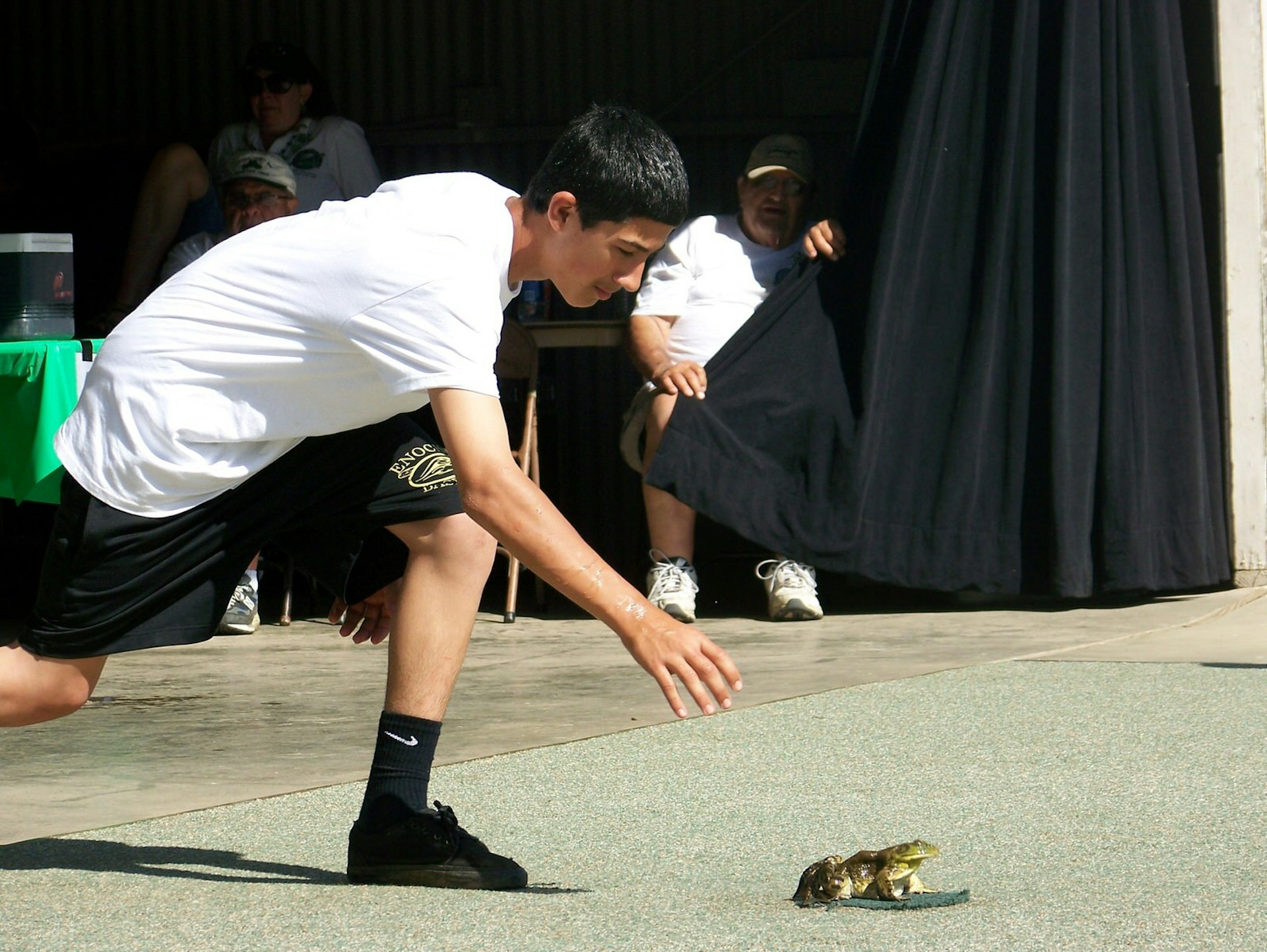 A contestant urges their frog to jump as part of the annual frog-jumping festival at Angels Camp, California © mikluha_maklai / Shutterstock