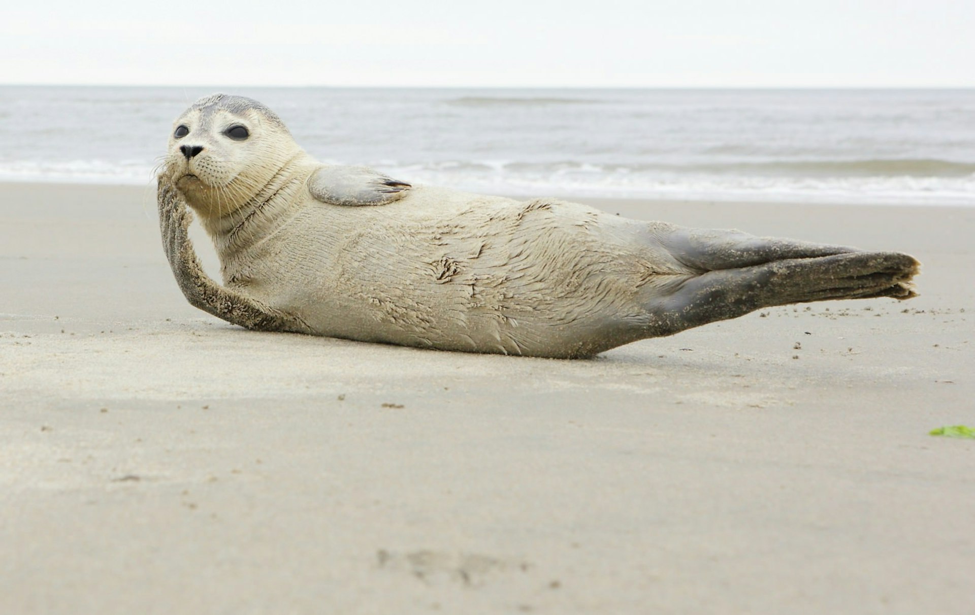 A seal relaxes on the smooth sands of Schiermonnikoog, The Netherlands