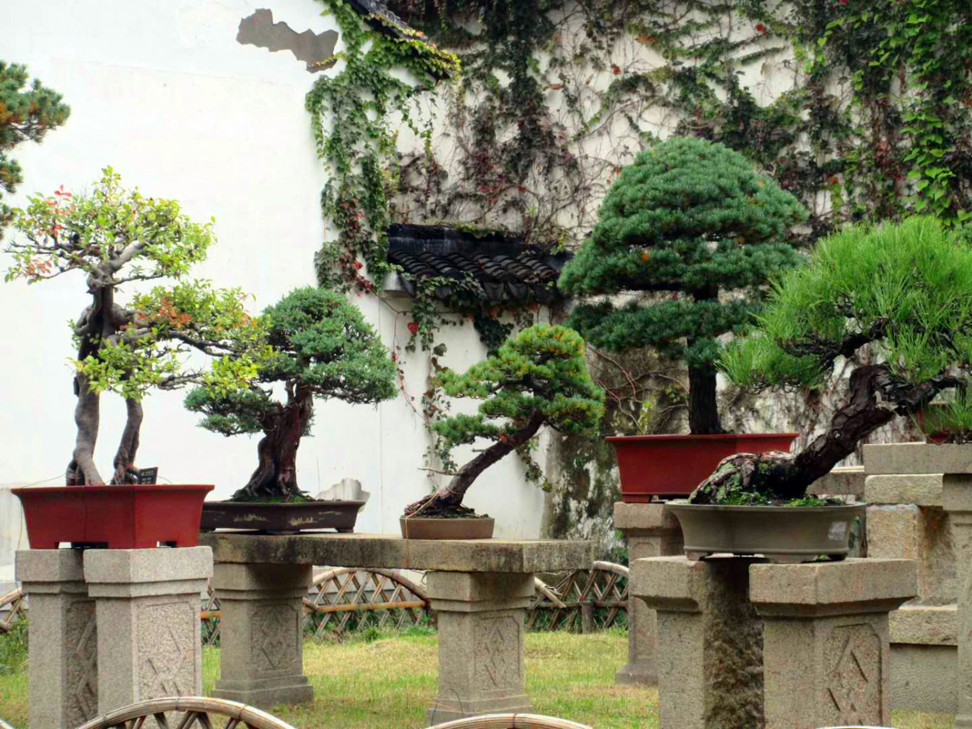 Four miniature evergreen trees on stone platforms in front of a white wall covered in vines. Suzhou's gardens are conceived as microcosms of the natural world, featuring miniature versions of things like trees © Tess Humphrys / Lonely Planet