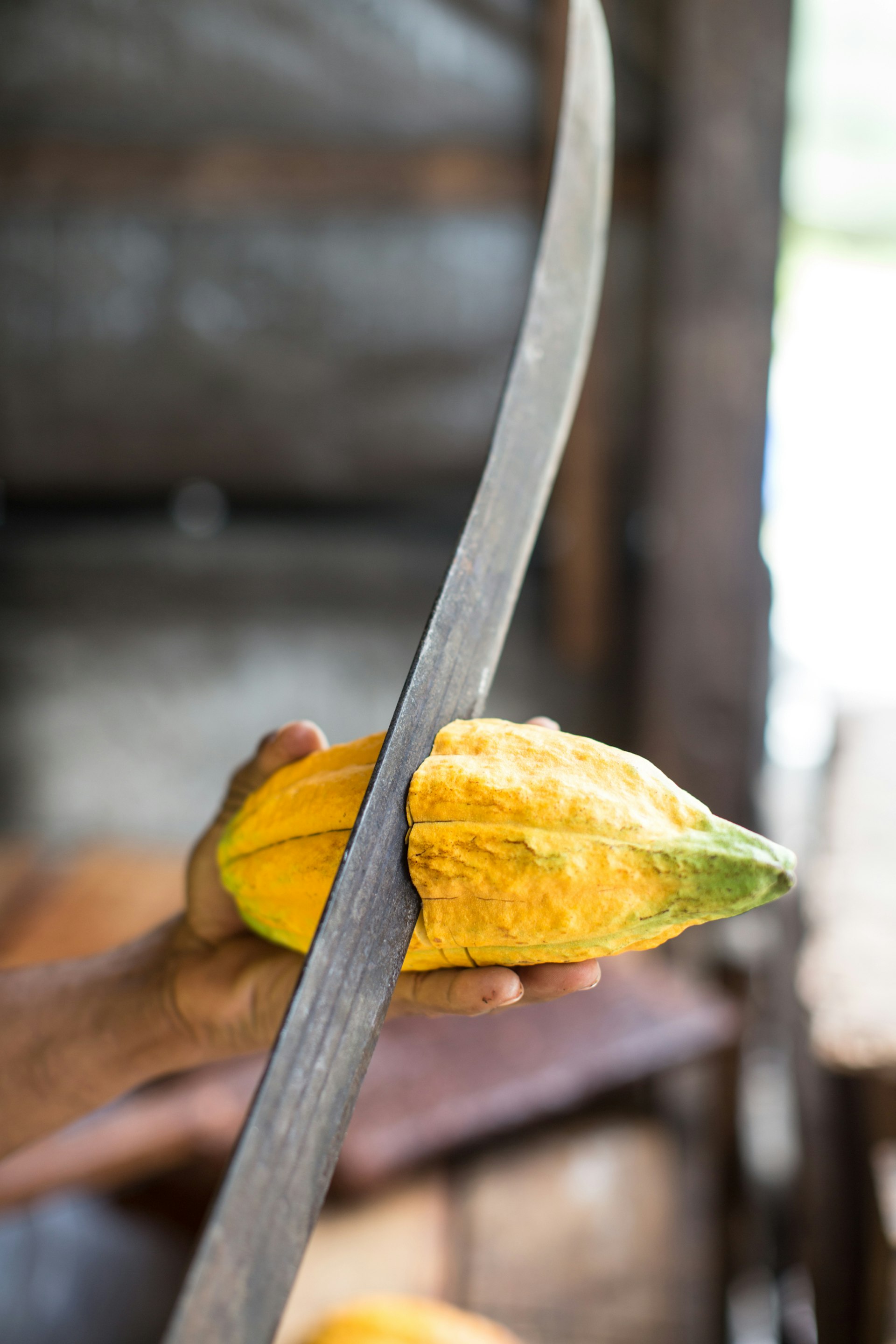 A machete slices into a yellow cacao pod