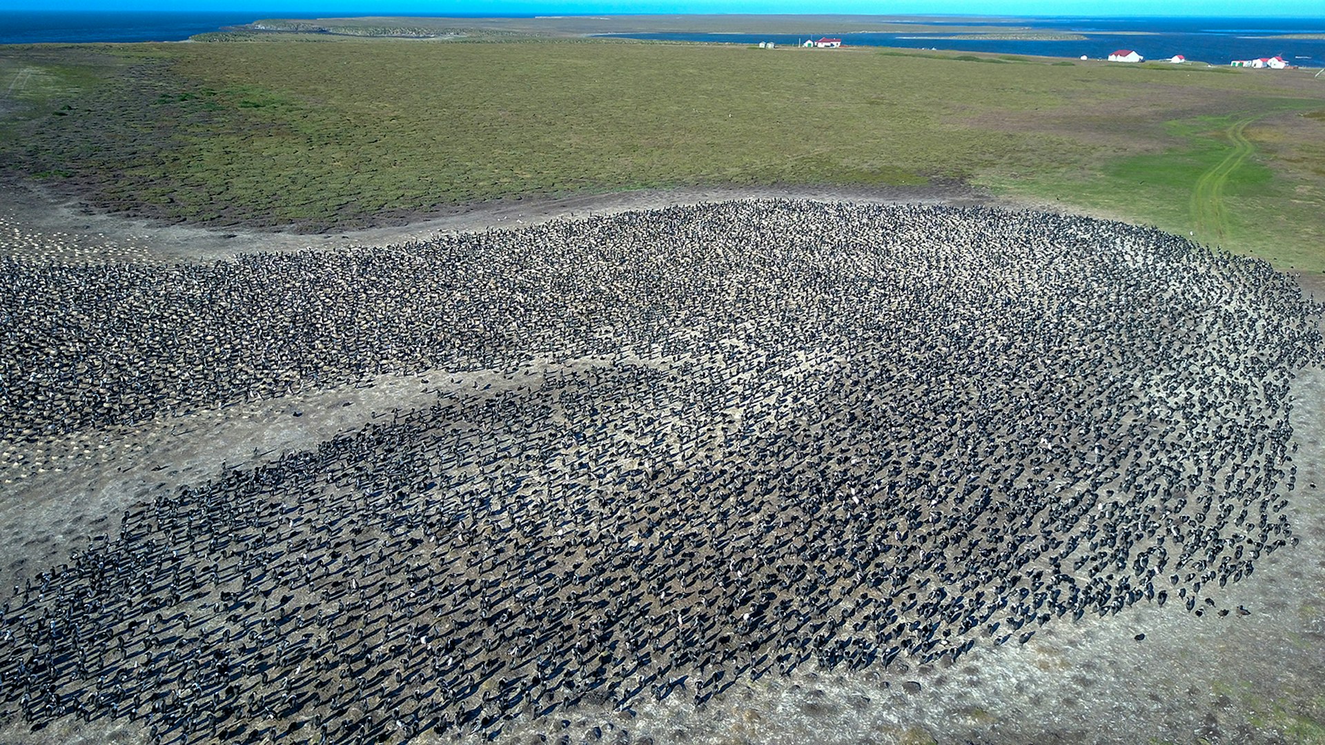 Cormorants land on a sandy area of Pebble Island