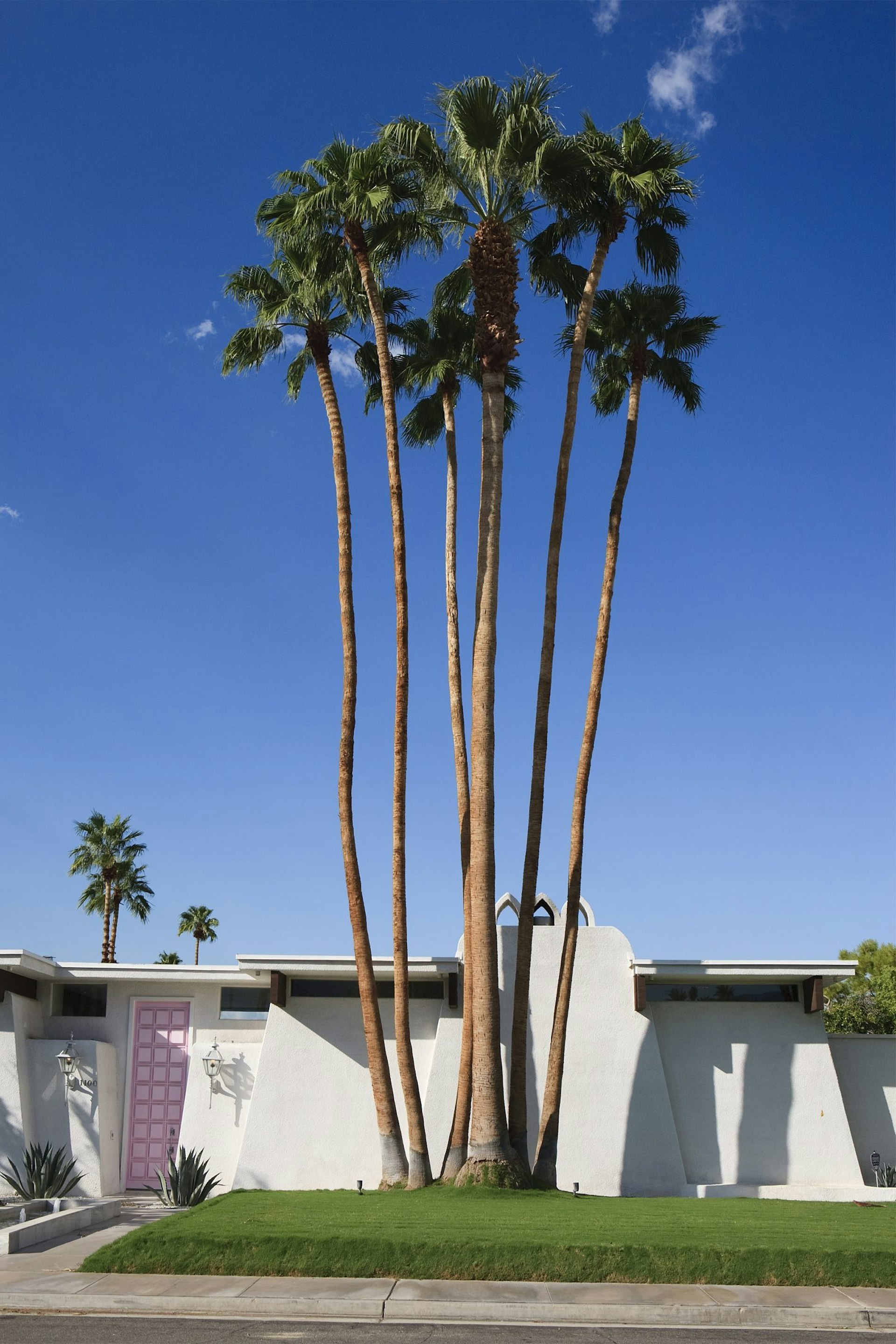 White mid-century modern house with a pink door and towering palm trees