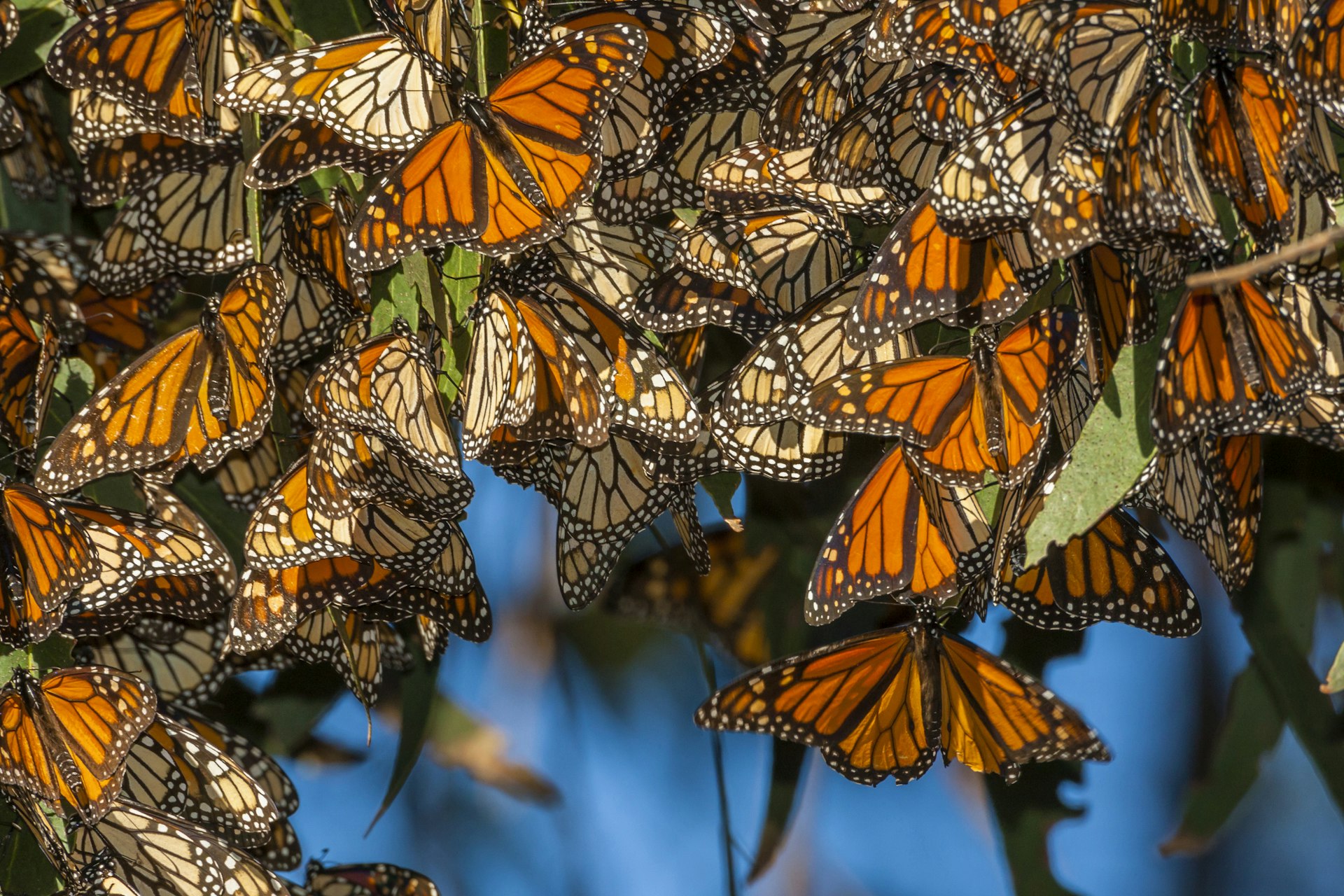 Monarch butterflies cluster together on a tree branch @ Danita Delimont / Getty Images