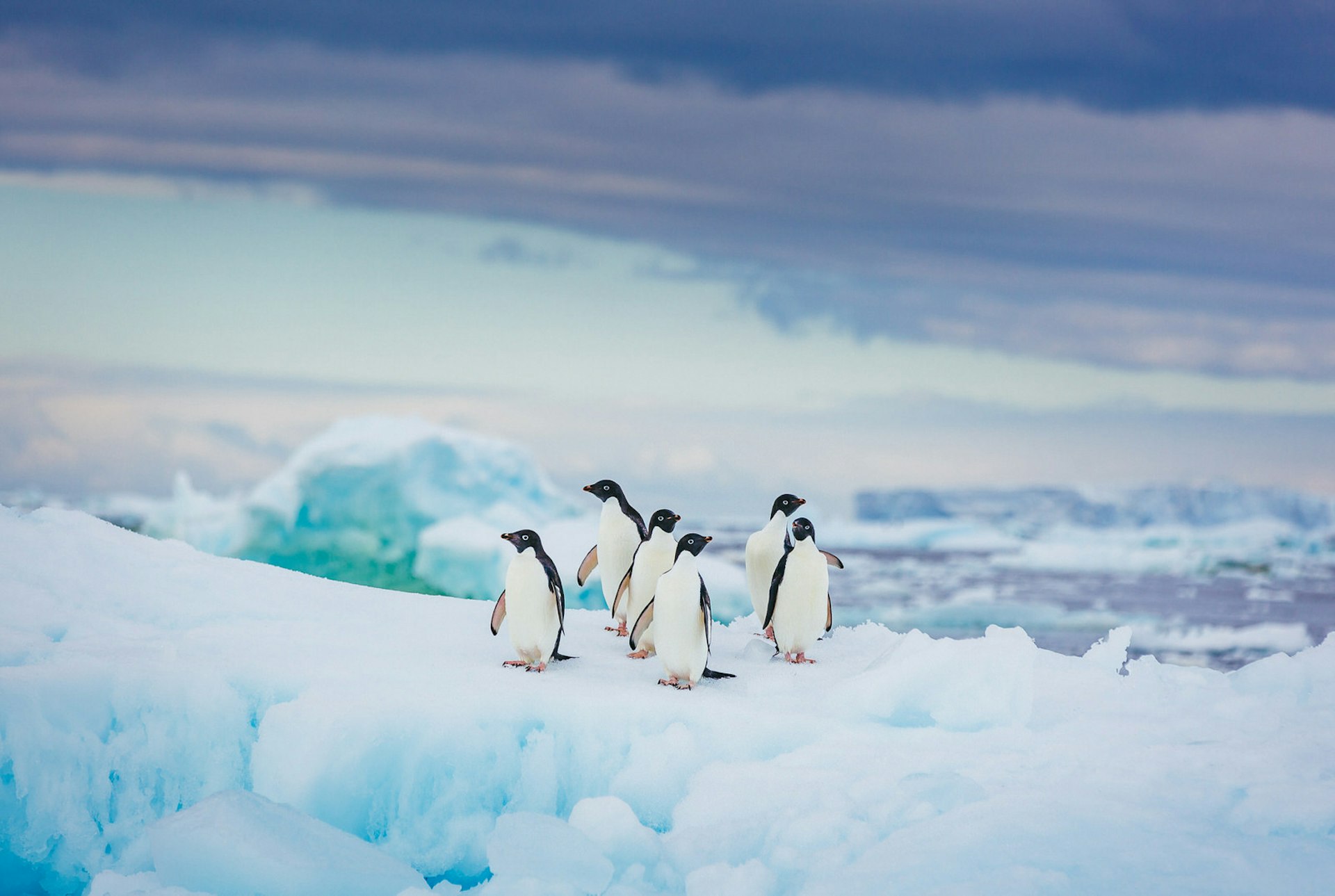 Six penguins sitting on the ice in Antarctica 