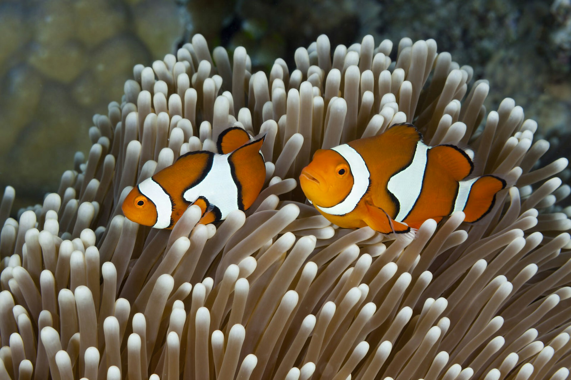 Clownfish swimming in the Great Barrier Reef 