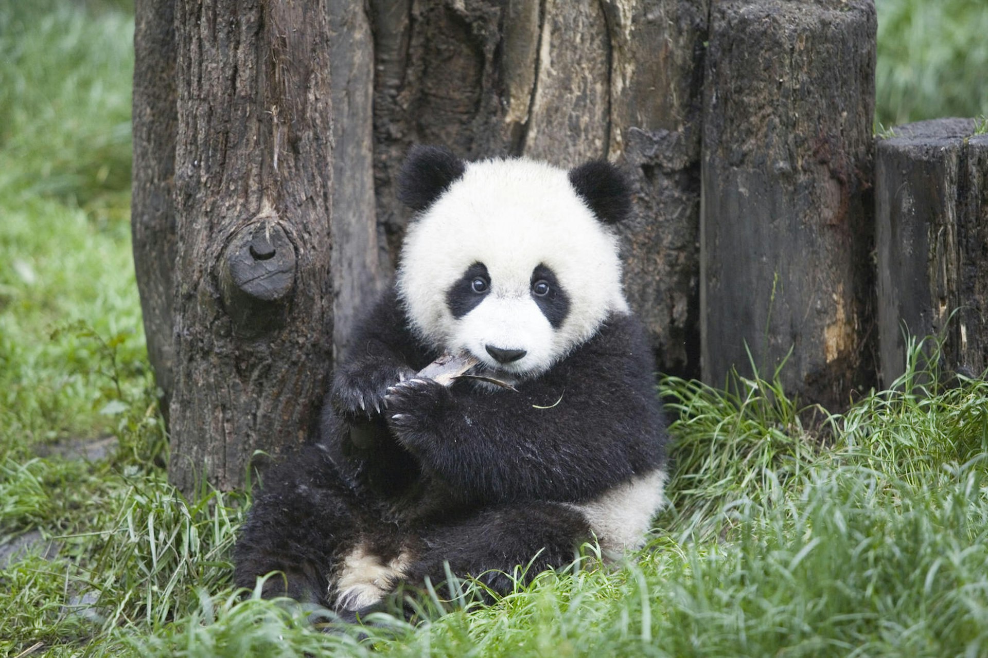 A young panda in Chengdu