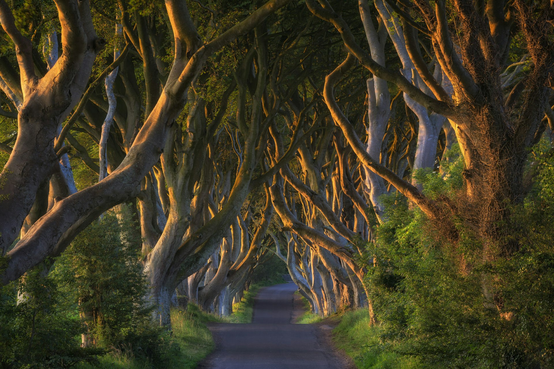 The Dark Hedges, aka the Kingsroad, are a beautiful sight whether you're a Game of Thrones fan or not © Westend61 / Getty Images