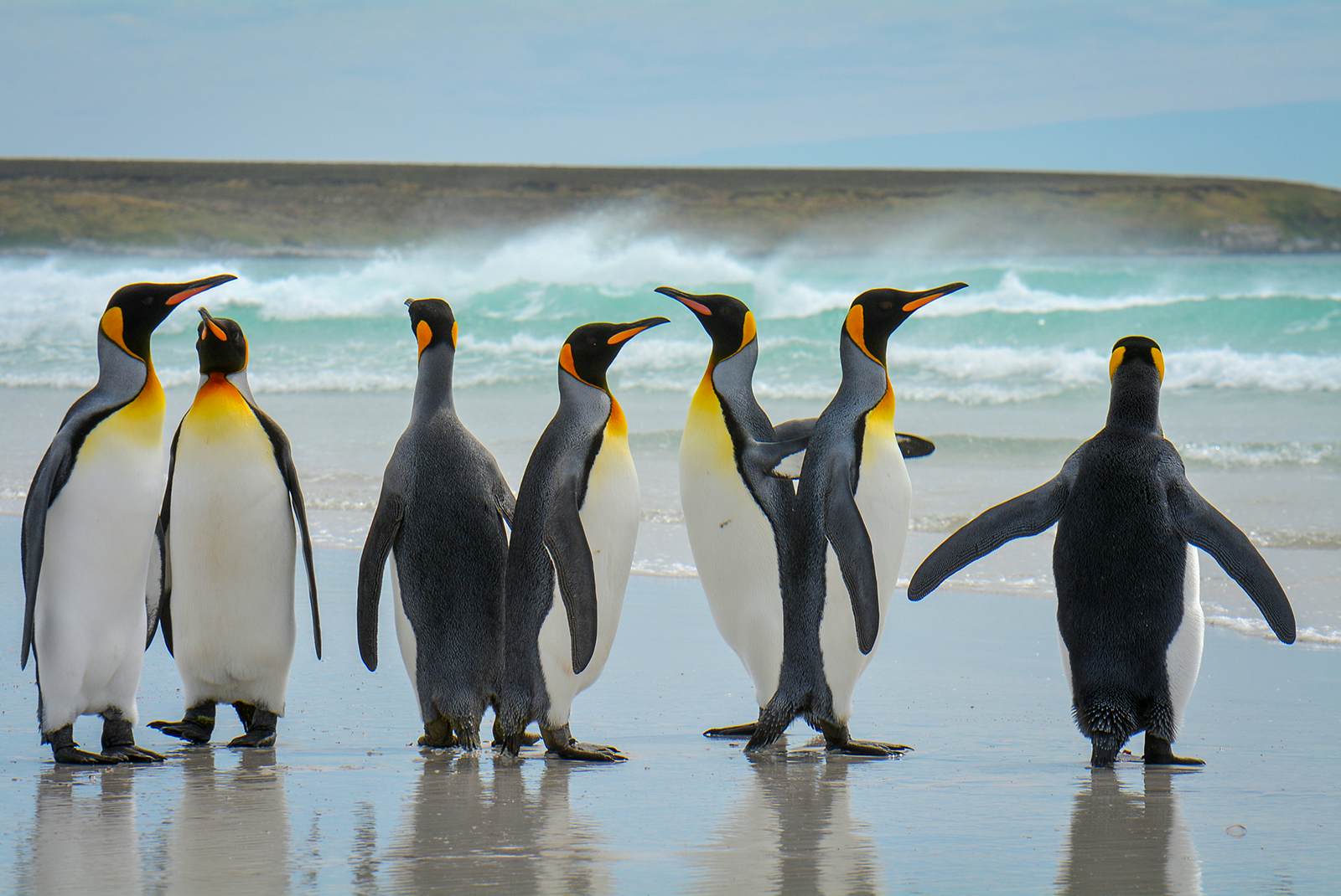 falkland islands penguins        
        <figure class=