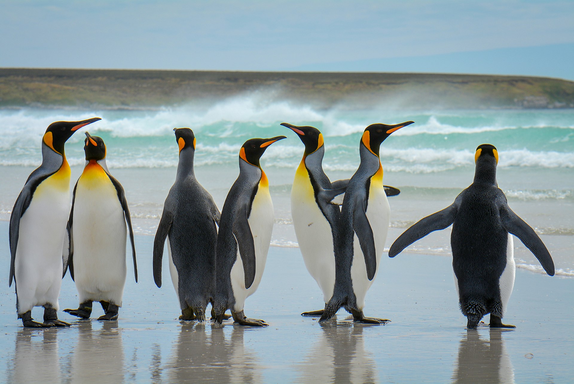 Seven king penguins stand in front of the surf on a beach in the Falkland Islands