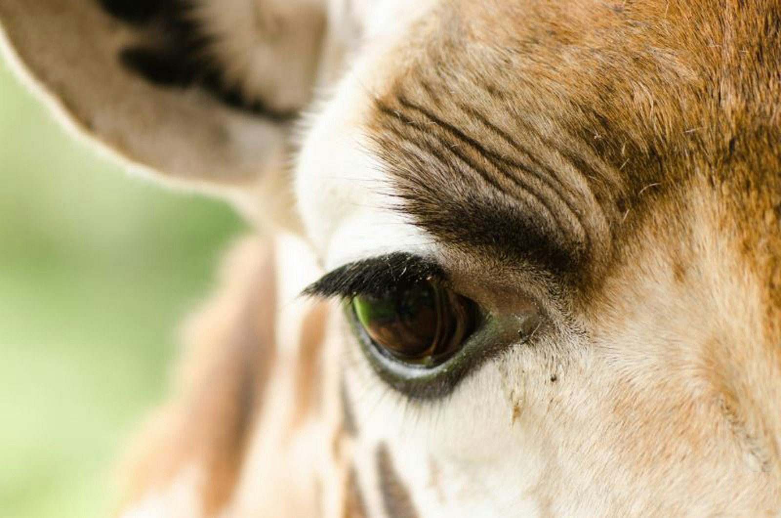 A close up shot of a giraffe's head, with its right eye at the centre of the image. It's brow is furled and its eye lashes and eye brows are very distinct© Andrew Geimar / Lonely Planet