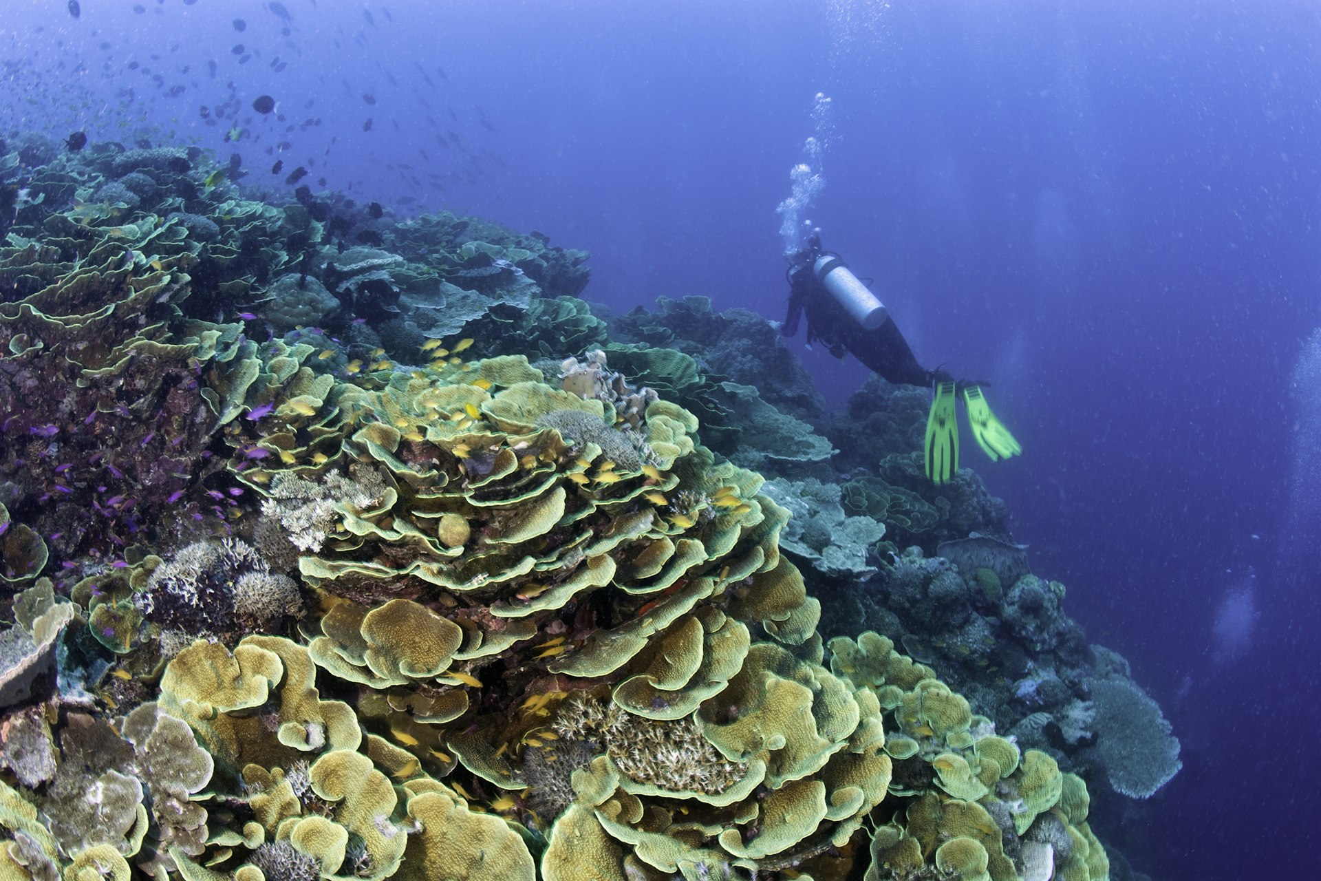 Features - Diver near coral reef