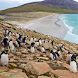 Rockhopper penguins climb a rocky hill on Saunders Island