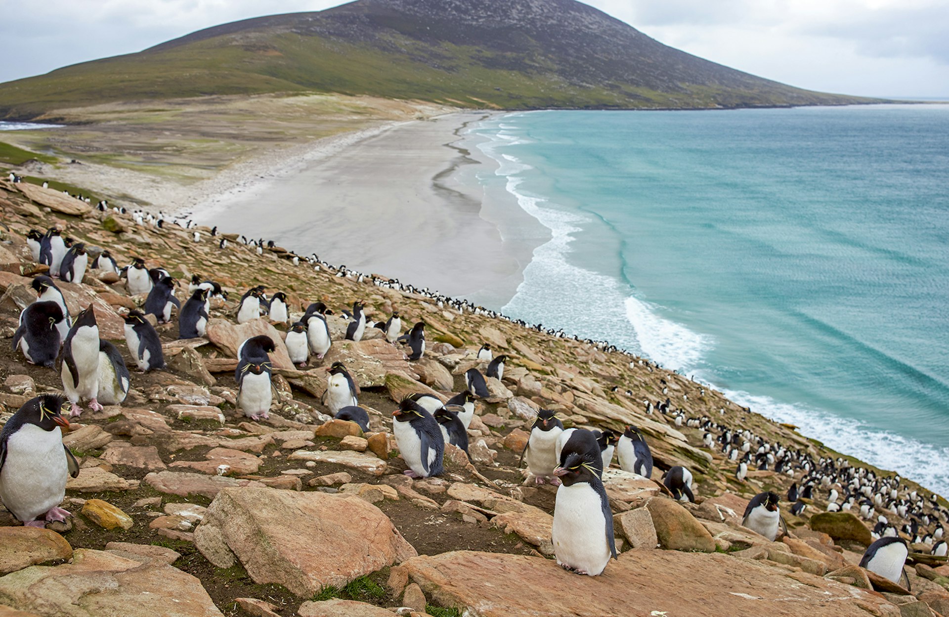 Rockhopper penguins climb a rocky hill on Saunders Island