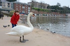 Features - Swanning-around-on-the-quay-33dbaaaf5c12