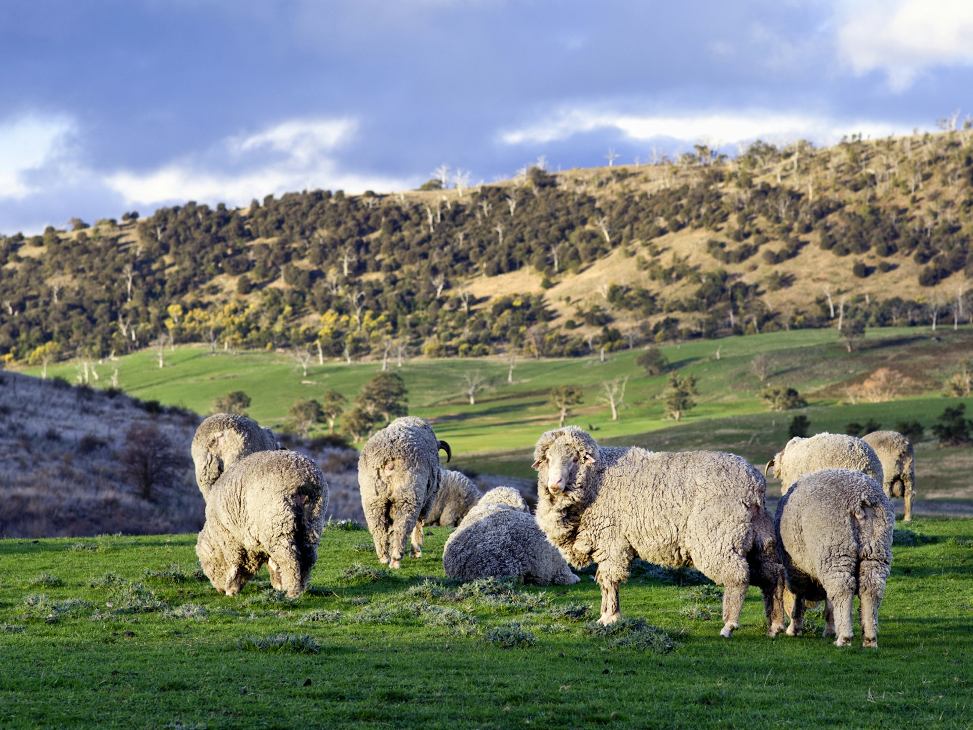 Sheep grazing on Tasmania's lush green landscapes