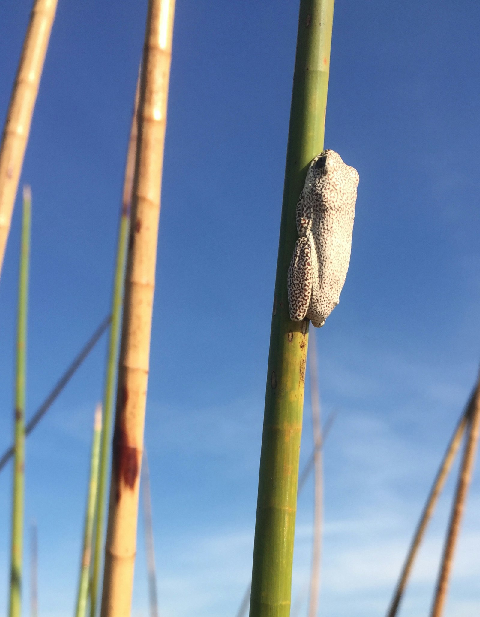 A tiny white frog, no longer than 2cm, clings to a vertical reed in the Okavango Delta. It's white body stands out against the green reed and bright African sky © Matt Phillips / Lonely Planet